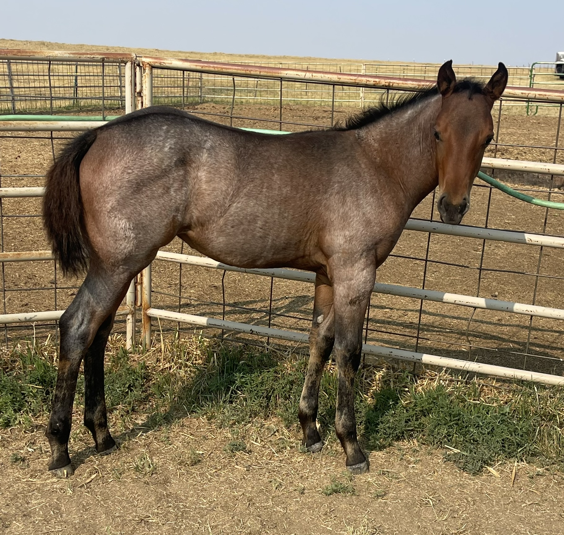 2024 Lot 62 Cool Toffee - Bay Roan