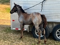 2024 Lot 64 FQHR Blu Lady Denali - Blue Roan