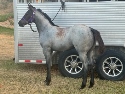 2024 Lot 65 Miss Foxey Blue - Blue Roan