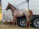 2024 Lot 66 FQHR Precious Love - Red Roan