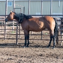 FQHR Qunicys Lady - Bay