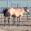 Quincey_Mare_3.jpg