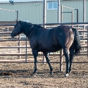 Black_Daisy_Mare_2.jpg