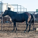 Black_Daisy_Mare_3.jpg