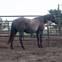 Cowboys Smokin 061 - Red Roan