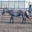 Cowboys_Smoking_Mare_2.jpg
