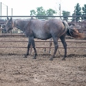 Cowboys_Smoking_Mare_3.jpg