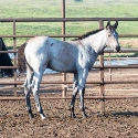 Blue_Buck_Miss_3.jpg
