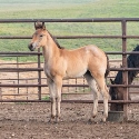 Roan_Bar_Lynx_3.jpg