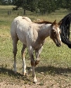IMG_1832.jpg