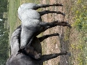 IMG_1835.jpg