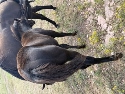 IMG_1862.jpg