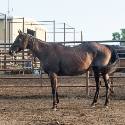 2025 Lot 12a FQHR Chance Rio Blue - Blue Roan
