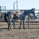 2025 Lot 27a FQHR Arikara Star - Blue Roan